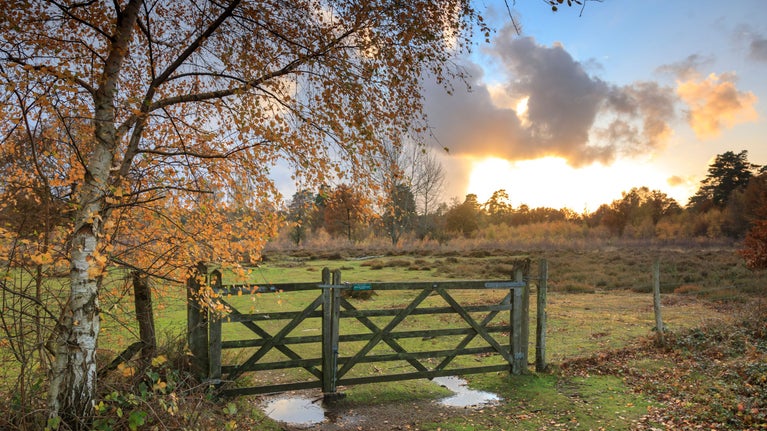 View of a gate over a field in autumn, Witley and Milford Commons, Surrey